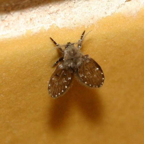 Clogmia albipunctata