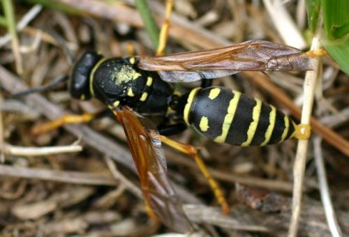 Polistes biglumis