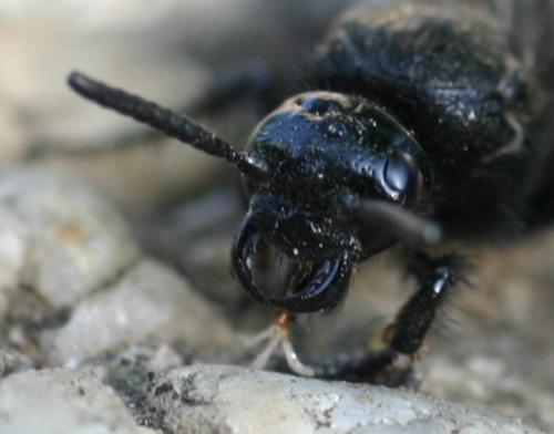 Scolia sp.