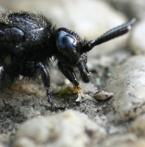 Scolia sp.