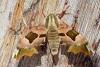 4998 – Photo : Michel Guttin – France (69)
