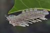 Attacus atlas