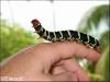 4514 – Photo : Elwood – Guadeloupe
