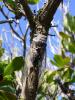 4888 – Photo : Jean-Philippe Mathieu – France (83)