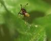 4831 – Photo : Paul Giboureau – France (37)
