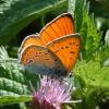 4530 – Photo : matthieu pilard – France (37)