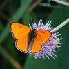 4531 – Photo : matthieu pilard – France (37)