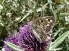 4884 – Photo : Arnaud Jean-Pierre – France (11)