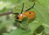 4264 – Photo : Gerald Le Blancq – Canada