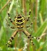 4067 – Photo : Claude Dupuis – Belgique