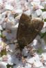 4902 – Photo : Liboupat – France (05)