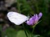 4291 – Photo : Jean-Yves Malmasson – France (15)
