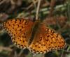 4305 – Photo : wazo – France (69)