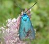 4376 – Photo : Sylvain Fadda – France (06)