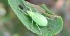 Polydrusus planifrons