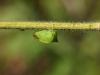 4858 – Photo : Jean-Yves Malmasson – France (91)