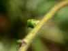 4859 – Photo : Jean-Yves Malmasson – France (91)