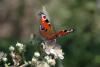 4433 – Photo : Michel Guttin – France (07)