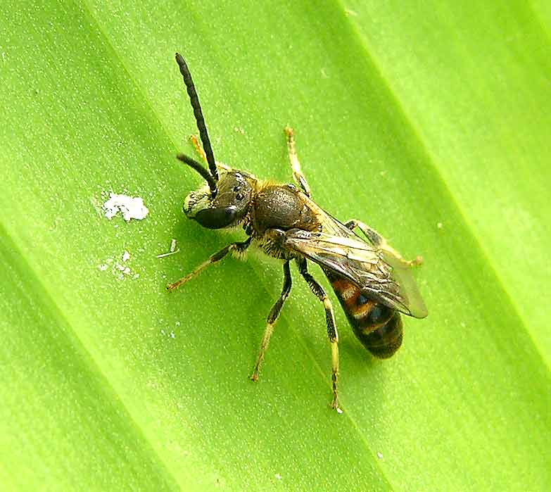 Anonyme - Lasioglossum (Evylaeus) calceatum - réf. 4810 (783 x 699 pixels, 48 ko)