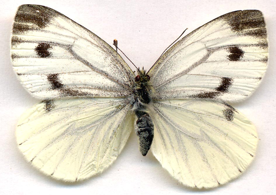 P-Y Gloaguen - Pieris napi - réf. 4544 (945 x 669 pixels, 133 ko)