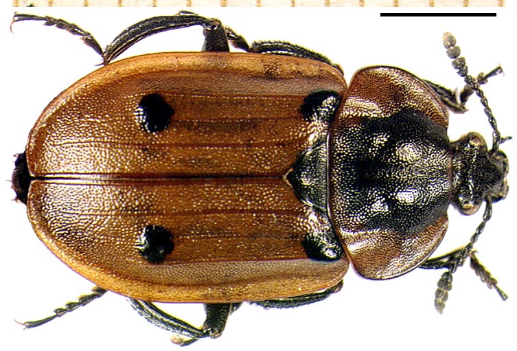 Piezo - Dendroxena quadrimaculata - réf. 4147 (753 x 511 pixels, 135 ko)