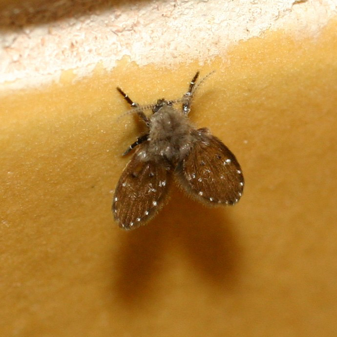 Anonyme - Clogmia albipunctata - réf. 4781 (690 x 690 pixels, 107 ko)