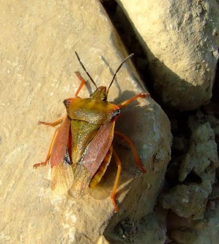 Réf. 40 235 : Carpocoris fuscispinus