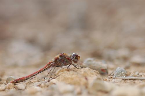 Sympetrum striolatum