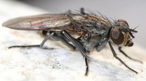 Réf. 40 179 : Lispe tentaculata