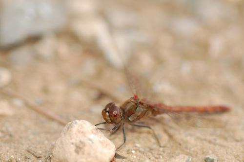 Sympetrum striolatum