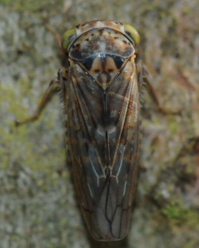 Idiocerus rotundifrons