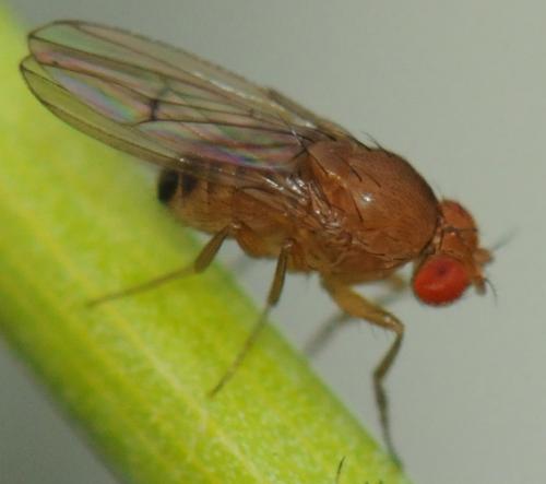 Réf. 40 351 : Drosophila immigrans