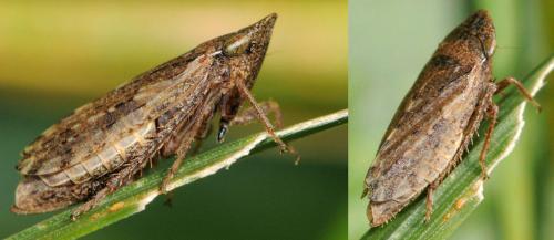 Aphrodes carinatus