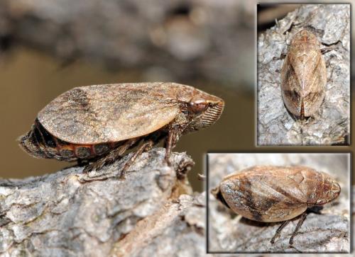 Lepyronia coleoptrata