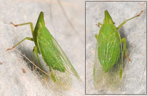 Dictyophara europaea