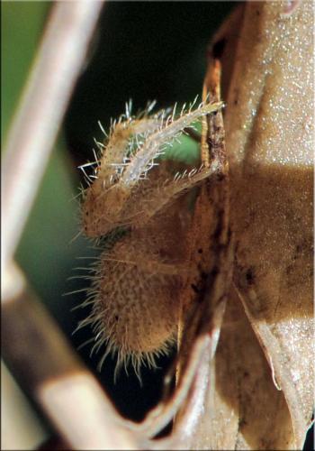 Heriaeus sp.
