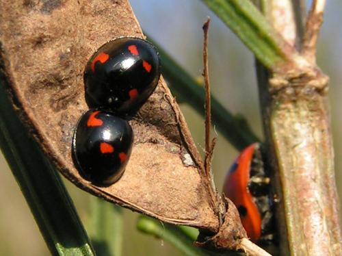 Exochomus quadripustulatus