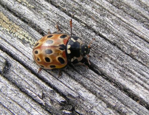 Réf. 40 955 : Anatis ocellata
