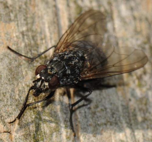Polietes lardarius