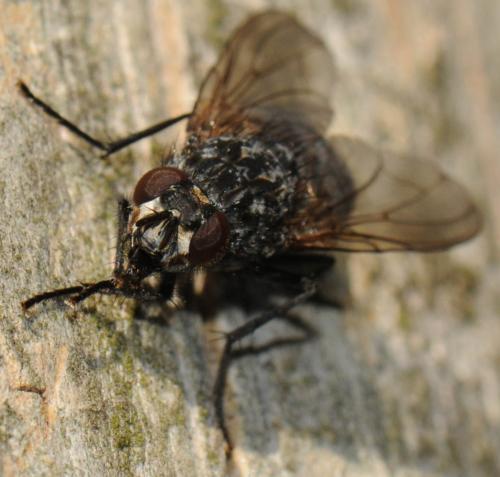 Polietes lardarius