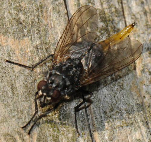 Polietes lardarius