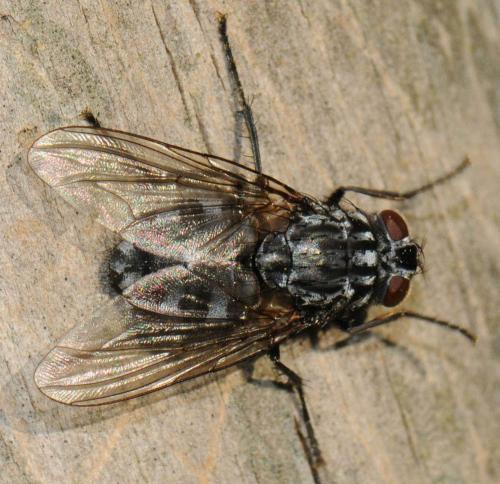Réf. 40 192 : Polietes lardarius