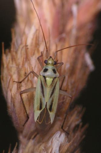 Stenotus binotatus