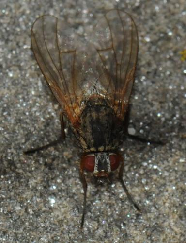 Phaonia sp.