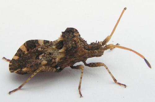 Centrocoris variegatus