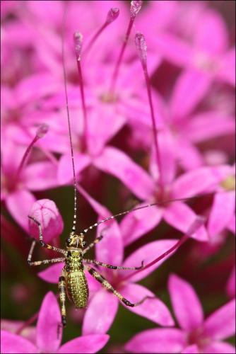 Phaneropterinae