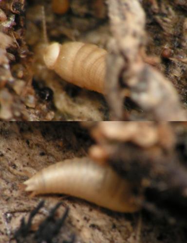 Réf. 40 809 : Atelura formicaria