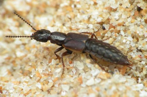 Réf. 40 807 : Cafius xantholoma