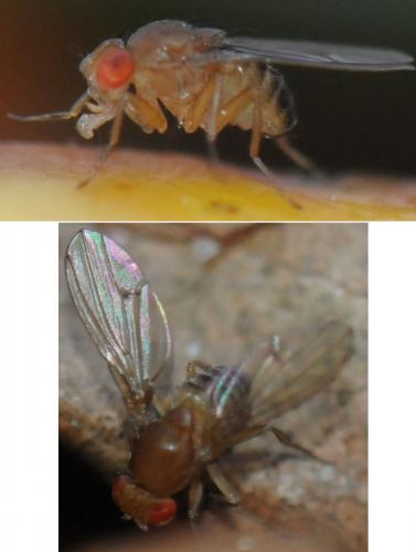 Drosophila immigrans