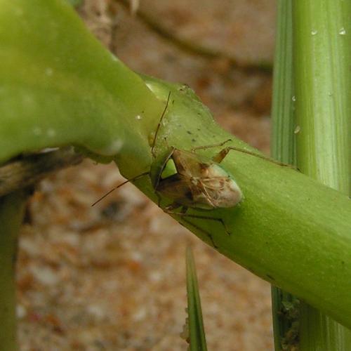 Lygus sp.